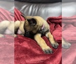 Small Photo #66 Belgian Malinois Puppy For Sale in REESEVILLE, WI, USA