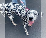 Small #1 Dalmatian