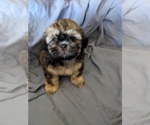 Shih Tzu Puppy for sale in WASHBURN, MO, USA