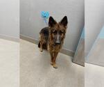 Small German Shepherd Dog Mix