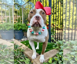 Ember - Female American Pit Bull Terrier-Unknown Mix Dog for Adoption - Photo #4