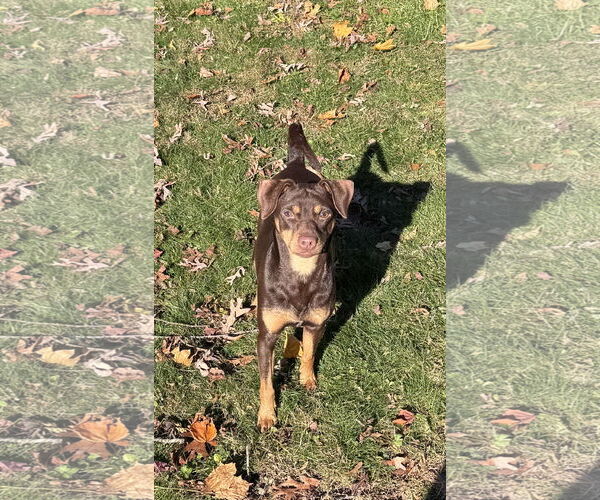 Medium Photo #1 Miniature Pinscher-Unknown Mix Puppy For Sale in Oakhurst, NJ, USA