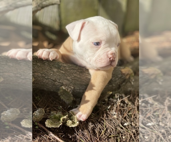 Medium Photo #7 American Bulldog Puppy For Sale in AUBURN, WA, USA