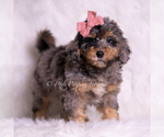 Small Photo #22 Goldendoodle (Miniature) Puppy For Sale in WARSAW, IN, USA