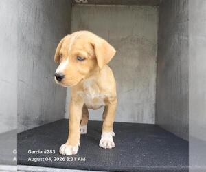 German Shepherd Dog-Unknown Mix Dogs for adoption in San Antonio, TX, USA