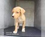 Small German Shepherd Dog Mix