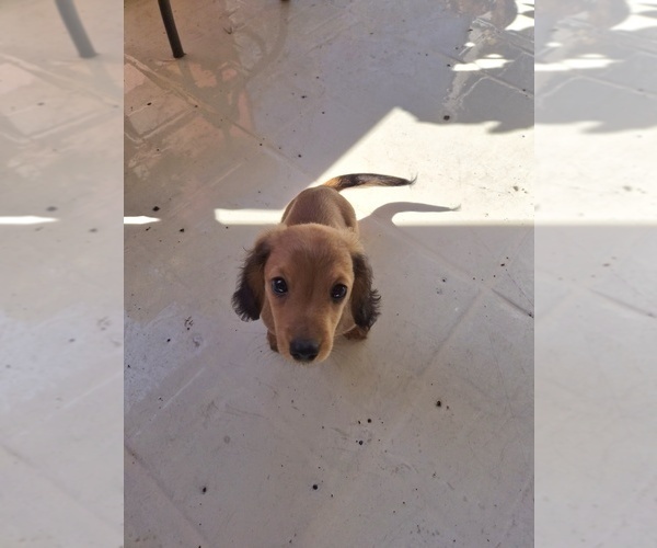 Medium Photo #17 Dachshund Puppy For Sale in SAINT CLOUD, FL, USA