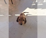 Small Photo #17 Dachshund Puppy For Sale in SAINT CLOUD, FL, USA