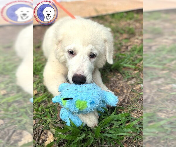 Medium Photo #3 Great Pyrenees Puppy For Sale in Spring, TX, USA