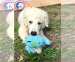 Small #2 Great Pyrenees