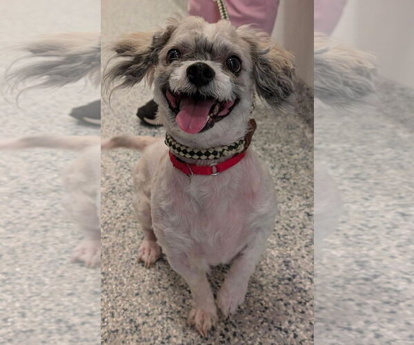 Medium Photo #1 Zuchon Puppy For Sale in Manahawkin, NJ, USA