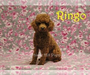 Father of the Cavapoo puppies born on 12/11/2024