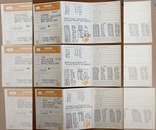 Medium Photo #52 Goldendoodle Puppy For Sale in HUNTINGTON BEACH, CA, USA