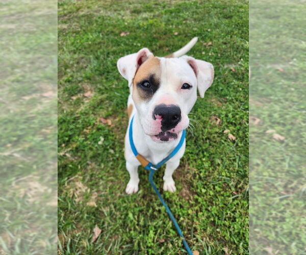 Medium Photo #3 Mutt Puppy For Sale in Evansville, IN, USA