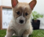 Small #4 Pembroke Welsh Corgi