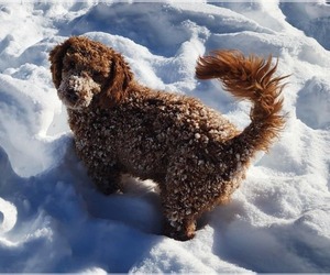Poppy - Female Mutt Dog for Adoption - Photo #4