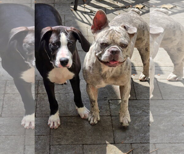 Medium Photo #9 American Staffordshire Terrier-Great Dane Mix Puppy For Sale in Germantown, OH, USA