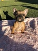 Small Photo #6 French Bulldog Puppy For Sale in EASTVALE, CA, USA