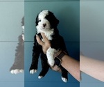Puppy Puppy 6 Aussie-Poo-Miniature Bernedoodle Mix