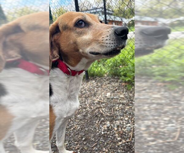 Medium Photo #4 Beagle-Unknown Mix Puppy For Sale in Elmsford, NY, USA