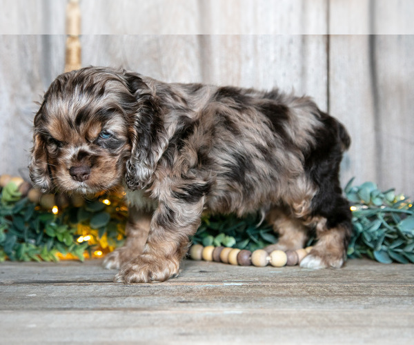 Medium Photo #4 Cocker Spaniel Puppy For Sale in BALTIC, OH, USA