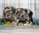 Small Photo #4 Cocker Spaniel Puppy For Sale in BALTIC, OH, USA