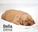 Small #5 Golden Retriever