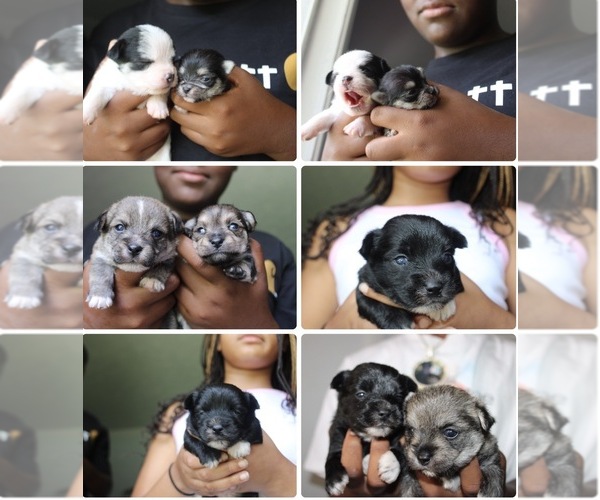 Medium Photo #1 Chorkie Puppy For Sale in WILMINGTON, NC, USA