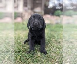 Puppy Cash Labrador Retriever