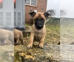 Puppy Pea Belgian Malinois-Dutch Shepherd Dog Mix