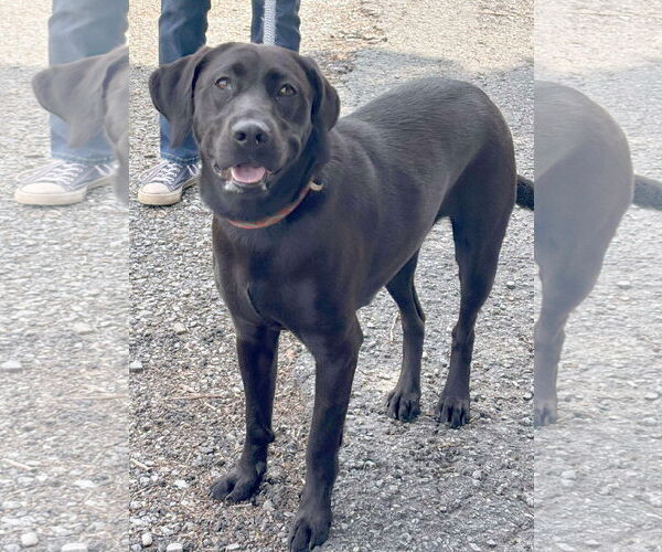 Medium Photo #1 Mutt Puppy For Sale in Rustburg, VA, USA