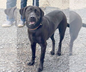 Mutt Dogs for adoption in Rustburg, VA, USA