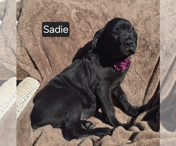 Medium Photo #5 Cane Corso Puppy For Sale in MINERAL WELLS, WV, USA