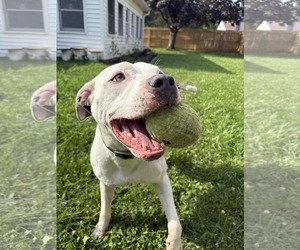 Monteray - Male American Pit Bull Terrier-Unknown Mix Dog for Adoption - Photo #11