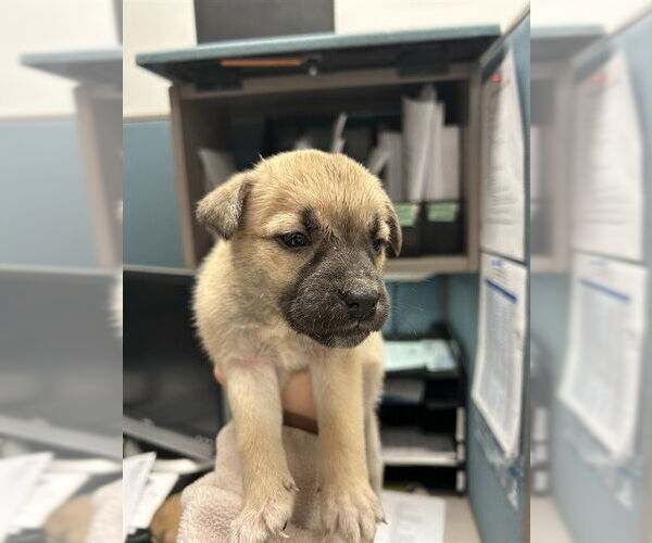 Medium Photo #1 Black Mouth Cur-Unknown Mix Puppy For Sale in Oklahoma City, OK, USA