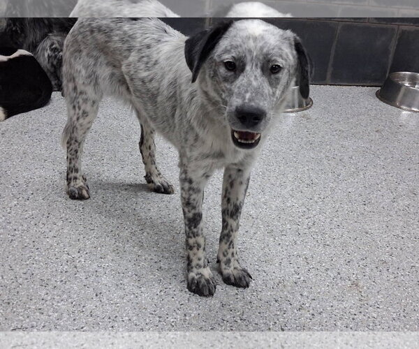 Medium Photo #3 Border Collie-Unknown Mix Puppy For Sale in Highland, IL, USA