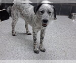 Small Photo #3 Border Collie-Unknown Mix Puppy For Sale in Highland, IL, USA