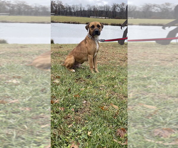 Medium Photo #9 Boxer-Unknown Mix Puppy For Sale in Linton, IN, USA