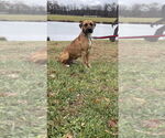 Small #8 Boxer Mix