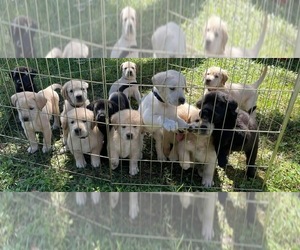 Golden Retriever-Great Dane Mix Puppy for sale in MELBOURNE, FL, USA