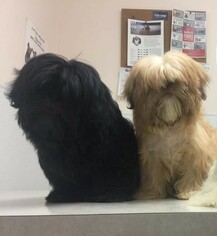 Mother of the Shih Tzu puppies born on 01/01/2019