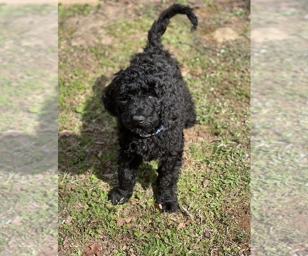 Medium Photo #1 Goldendoodle Puppy For Sale in OLIN, NC, USA