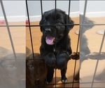 Puppy 4 Flat Coated Retriever-Golden Shepherd Mix