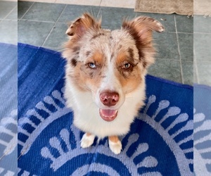 Miniature American Shepherd Puppy for sale in JACKSONVILLE, FL, USA