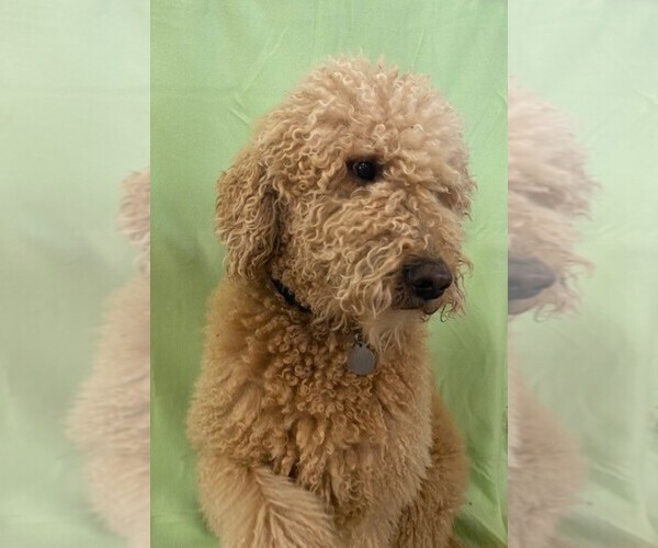 Medium Photo #1 Goldendoodle Puppy For Sale in SOUTH HAVEN, MN, USA