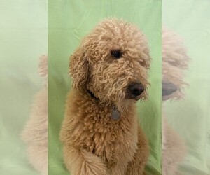 Father of the Goldendoodle puppies born on 12/09/2021