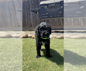 Poodle (Standard) Puppy for sale in EXETER, CA, USA