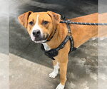 Small #1 Mutt
