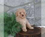 Small #1 Poodle (Miniature)