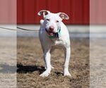 Small #9 American Pit Bull Terrier